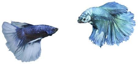 Betta fighting fish