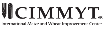 CIMMYT