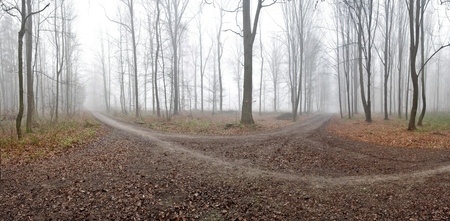 Cloudy forest path