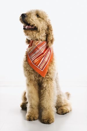 Goldendoodle