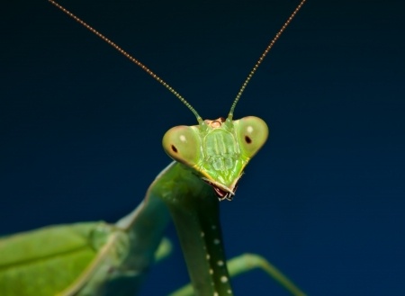 Mantis