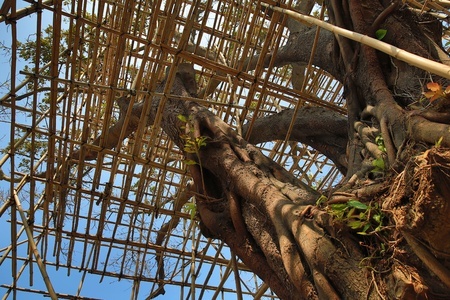 Scaffolding around tree