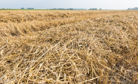 Harvesting wheat