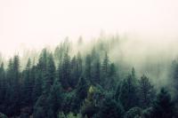 Fir trees and fog on a hill