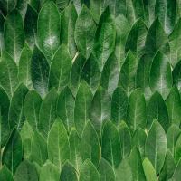 Layered leaves