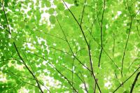 branches-leaves.jpg