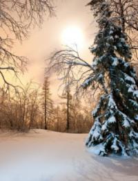 winter-forest-night-240.jpg