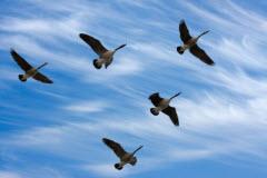 geese_migration_s-240.jpg