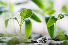 plants-greenhouse-close.jpg